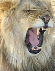 Heaven's Roar - Picture of Male Lion